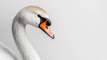 A graceful swan gliding elegantly, white isolated background