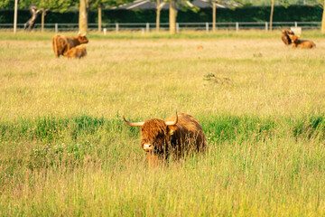 Highlander cows, in the field of Lentevreugd, Wassenaar. The Netherlands
