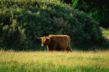 Highlander cows, in the field of Lentevreugd, Wassenaar. The Netherlands