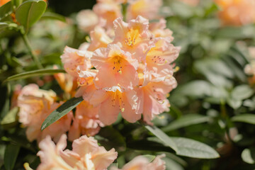 Beautiful peach-colored azalea flowers in full bloom with delicate ruffled petals and prominent...