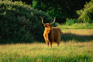 Highlander cows, in the field of Lentevreugd, Wassenaar. The Netherlands