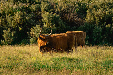 Highlander cows, in the field of Lentevreugd, Wassenaar. The Netherlands