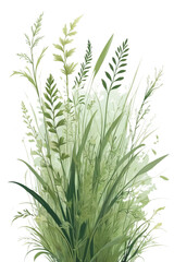 Obraz premium fresh rosemary on white background