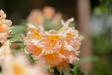 Beautiful peach-colored azalea flowers in full bloom with delicate ruffled petals and prominent...