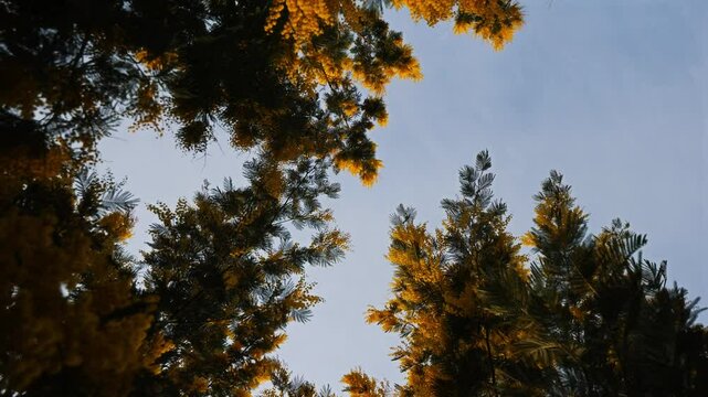 Tall trees with yellow flowers against the clear sky, captured from below, Tanneron, France
