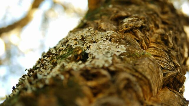 A close-up shot of tree bark with lichen and moss details, taken in Tanneron, France