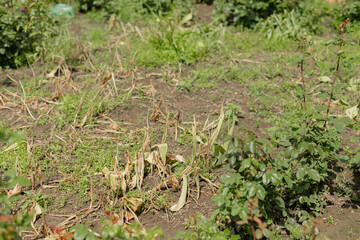 
Garden bed showing patches of dry, dying weeds and sparse green growth amidst bare soil, depicting...