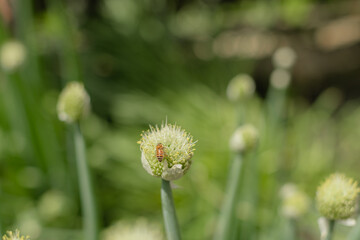 Honey bee collecting nectar from white onion flower head in garden. Close-up macro shot of bee pollinating round spiky onion bloom with soft green background bokeh.