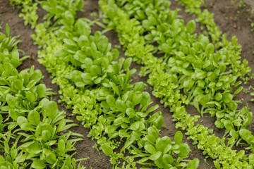 Fresh green salad and spinach growing in neat rows in the garden soil. Organic vegetable patch...