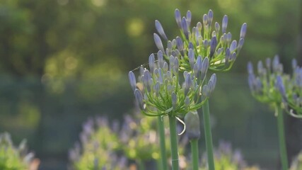 Tokyo, Japan - June 18, 2025: Closeup of blue Agapanthus or African Lily or Liiy of the Nile
