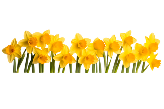 Yellow Daffodils Spring Flowers Row gold - Powered by Adobe