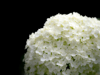 黒背景に白い紫陽花