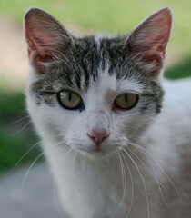 Portrait of a white and tabby cat with green eyes and blurred background