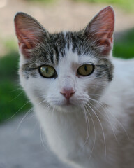 Portrait of a white and tabby cat with green eyes
