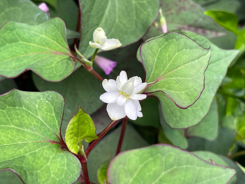 神田川5月：ヤエノドクダミの花 2025/5/19