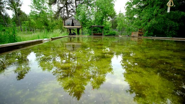 Wide angle ground level shot of dirty green water in melted home made back yard ice rink left as water reservoir for vegetable plants and occupied by frogs - tree house in the background