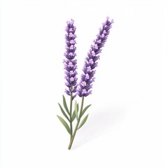 Naklejka premium Low Poly Lavender Sprigs Purple Flowers and Green Leaves on White