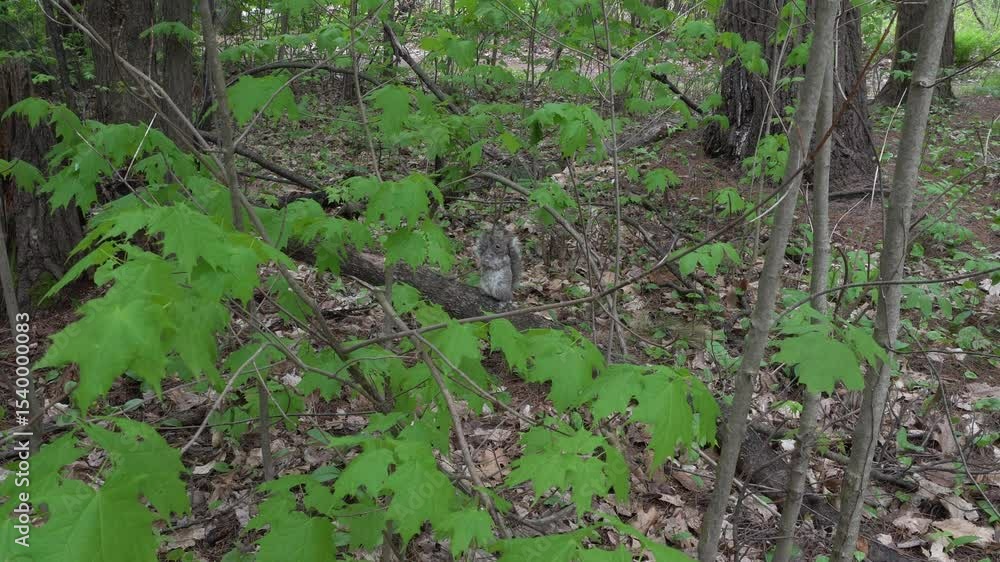 Aufkleber a squirrel on a branch in the forest is looking around and walking along the branch before disappear