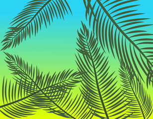 Silhouettes of palm leaves on the background of the summer sky. Design of rest with the atmosphere of the tropics and relaxation.