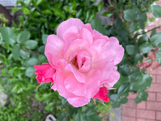 神田川5月：バラの蕾と花 2025/5/19