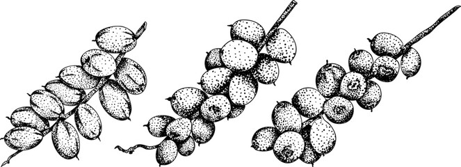 Detailed engraving vector art of dates, showcasing dried dates. Ideal for food, culinary, or nature themed stock designs.