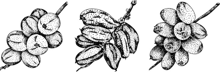 Detailed engraving vector art of dates, showcasing dried dates. Ideal for food, culinary, or nature themed stock designs.