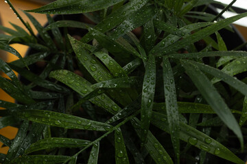 Dark green leaves covered in raindrops after a fresh rain