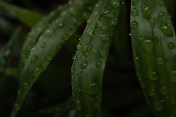 Dark green leaves covered in raindrops after a fresh rain