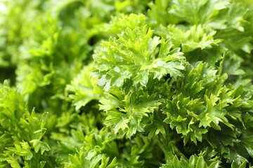 Fresh curly parsley as background, closeup view