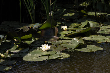 White water lily blooming on dark pond with floating green leaves


