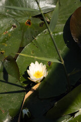 White water lily blooming on dark pond with floating green leaves

