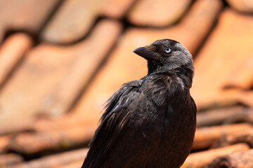 Close-up of a black crow with blue sharp eyes on a blurred background