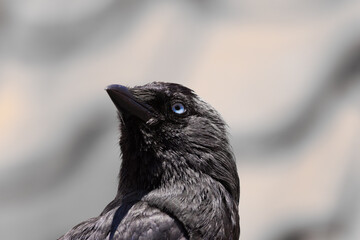 Close-up of a black crow with blue sharp eyes on a blurred background