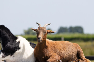 Brown goat resting in a pasture next to a black and white goat