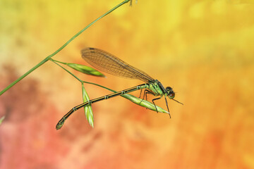 dragonfly insect on a stick