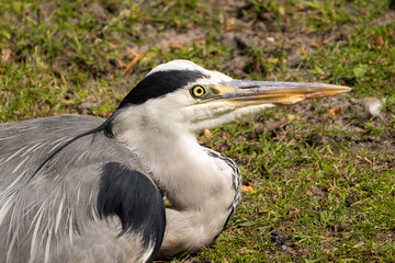 Obraz premium Close-up of a grey heron with yellow eye and long beak on grass