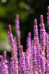 Purple salvia flower spikes blooming in soft natural sunlight