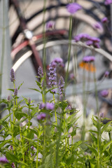 Delicate purple verbena flowers with urban background blur