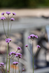Delicate purple verbena flowers with urban background blur