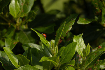 Ladybug perched on green leaf in bright natural sunlight
