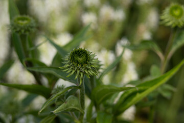 Green flower bud growing in a field with soft floral background