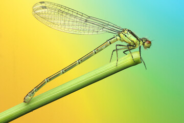 dragonfly insect on a stick