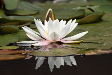 White water lily blooming on dark pond with floating green leaves

