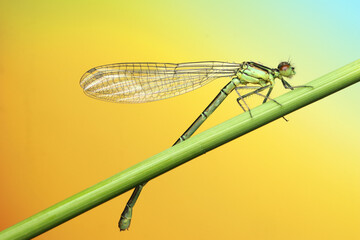 dragonfly insect on a stick