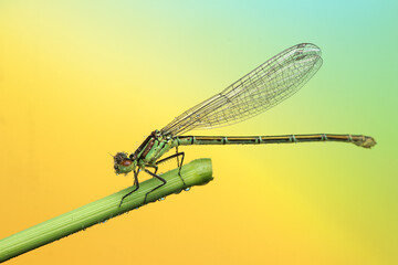 dragonfly insect on a stick