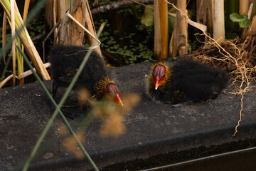 Two moorhen chicks resting on a platform in a reed-filled wetland