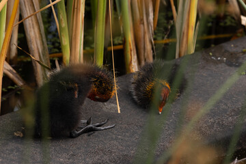 Two moorhen chicks resting on a platform in a reed-filled wetland