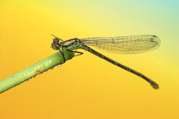 dragonfly insect on a stick