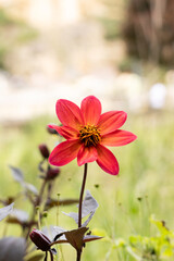 Single beautiful red flower blooming in a field with a soft, blurred background