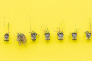 Minimalist wall garden with small pots on bright yellow background